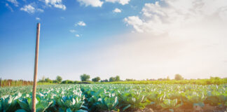 Disappointing COP29 again sidelines organic production Organic production