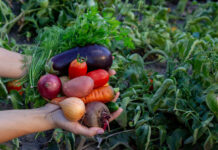 Organics Europe to EU: Seize the moment for a sustainable agri-food future sustainable agri-food future