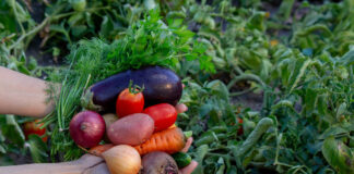 Organics Europe to EU: Seize the moment for a sustainable agri-food future sustainable agri-food future