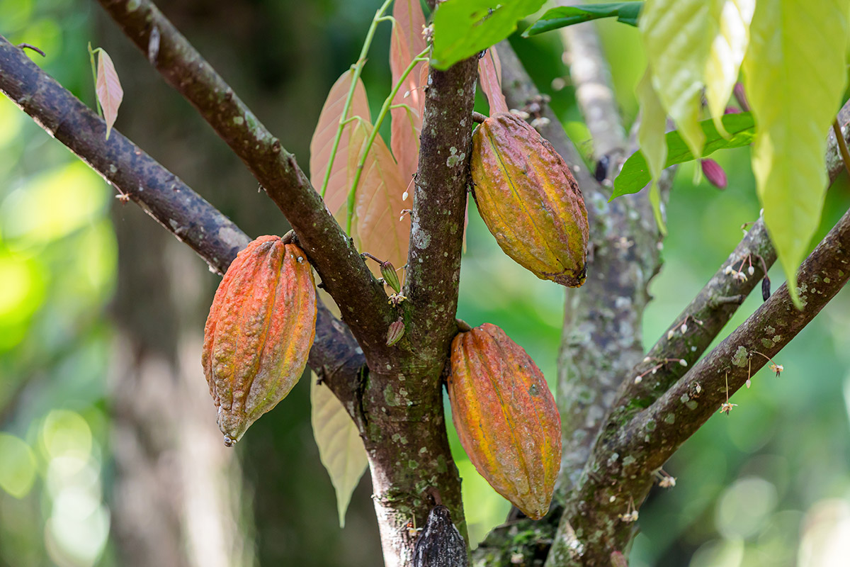 cacao