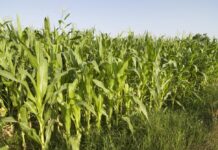Cereals ecològics versus convencionals Cereales ecológicos