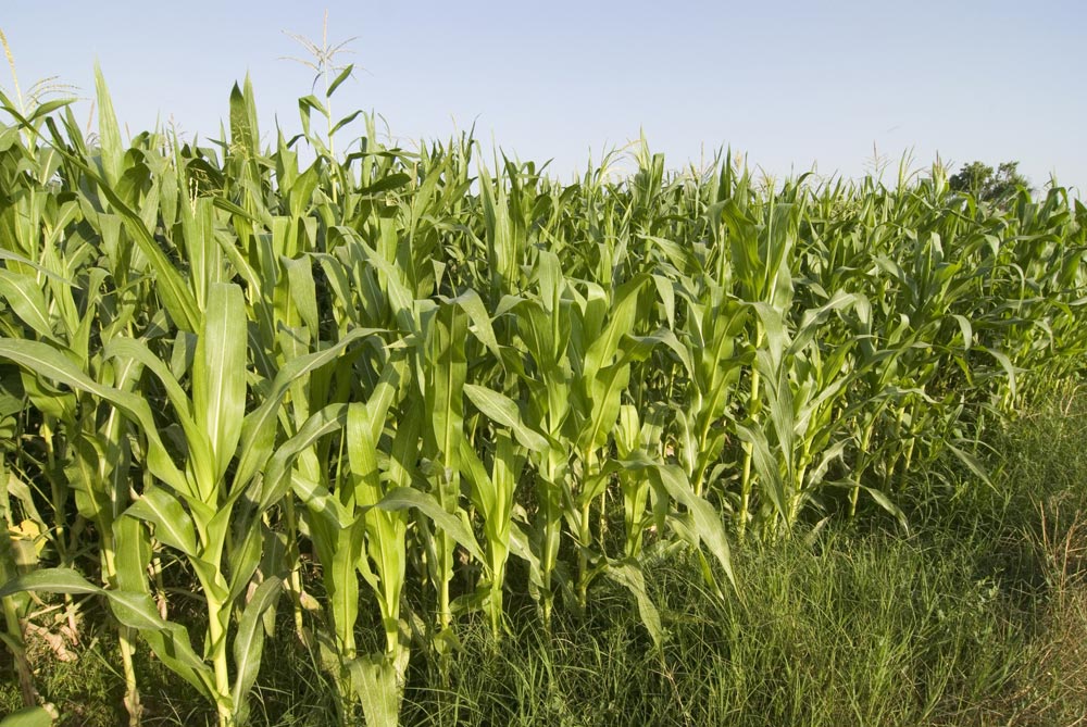 Cereals ecològics