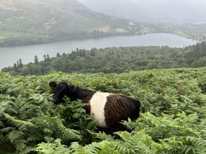 cow-bracken habitat restoration