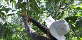 Smallholders need support to adapt to new organic regulation Smallholders new organic regulation