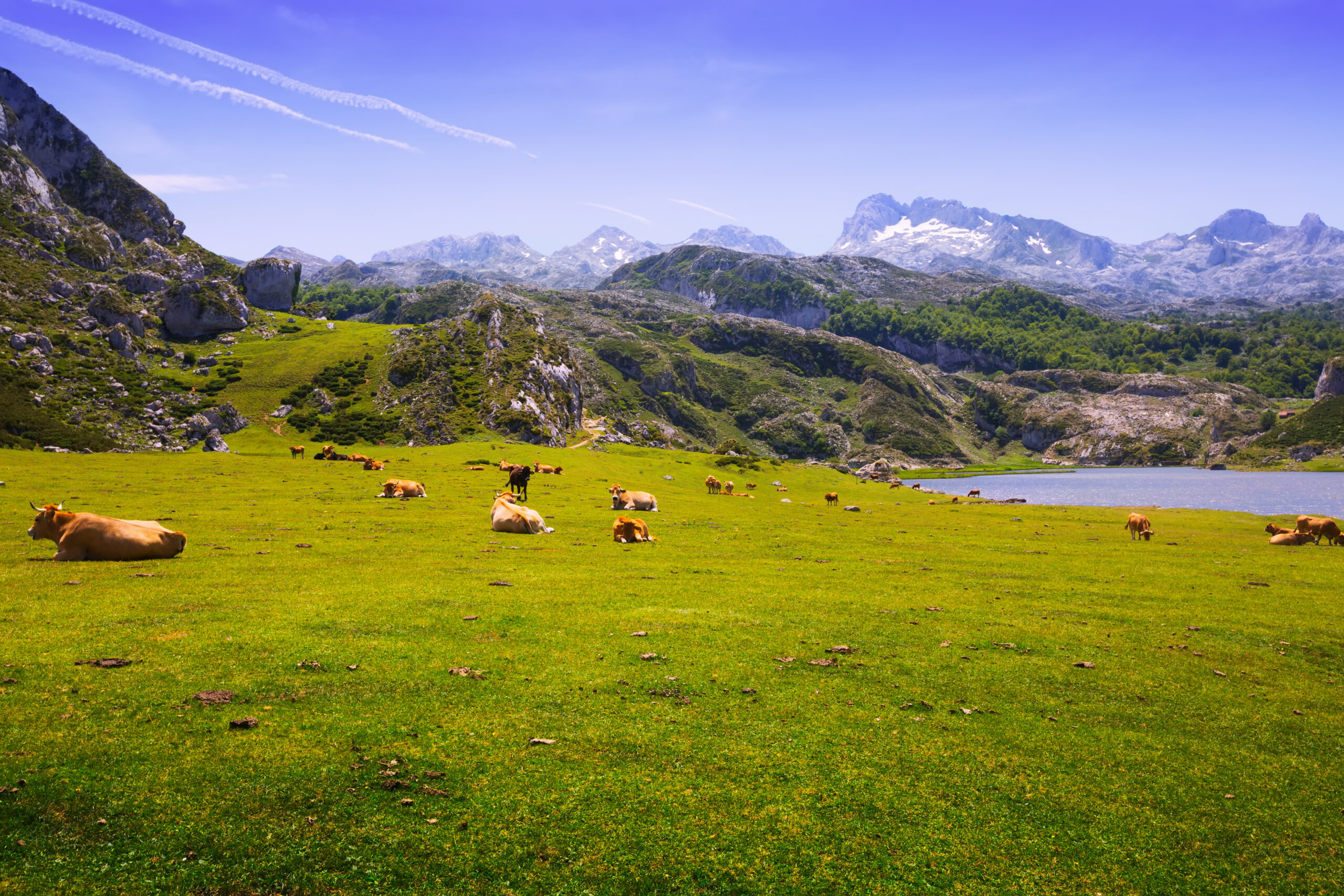 View of Ercina lake  in summer. Asturias