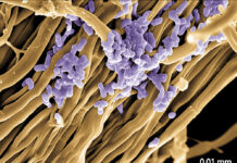 An ecological solution against pathogenic fungi pathogenic fungi