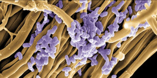 An ecological solution against pathogenic fungi pathogenic fungi