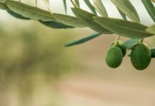 El te de fulles d’olivera hojas de olivo