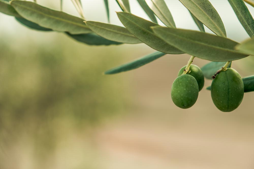 hojas de olivo