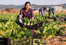 Evolució del sistema alimentari, a qui beneficia? sistema alimentario