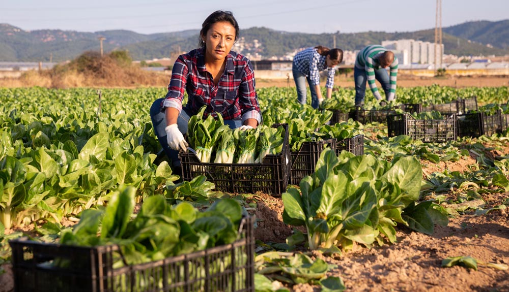 sistema alimentario
