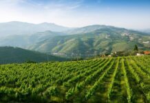 Demand for organic products in Portugal on the rise Portugal