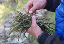 El despertar de la tierra tras el descanso invernal El despertar de la tierra tras el descanso invernal