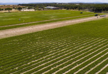 La agricultura ecológica será pieza clave en la nueva agenda agrícola europea agenda agrícola