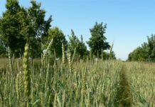 New online tool predicts major pesticide reductions with agroforestry agroforestry