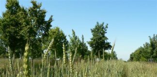 New online tool predicts major pesticide reductions with agroforestry agroforestry