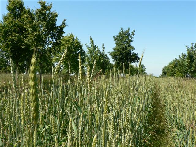agroforestry