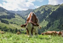 How to BIO in Austria BIO in Austria