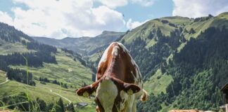 How to BIO in Austria BIO in Austria
