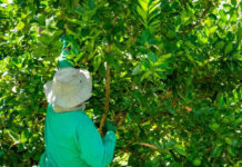 Impacts of the New EU Organic Regulation on Smallholder Value Chains Smallholder Value Chains