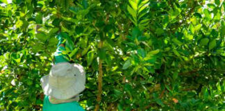 Impacts of the New EU Organic Regulation on Smallholder Value Chains Smallholder Value Chains