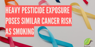 Heavy pesticide exposure poses similar cancer risk as smoking pesticide exposure