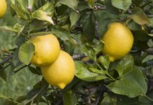 Esencia de limón, un aliado perfecto durante el invierno Esencia de limón