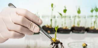 Latest compromise text on “new genomic techniques” has severe deficiencies with worrisome consequences for european breeders, farmers, and food industry “new genomic techniques”