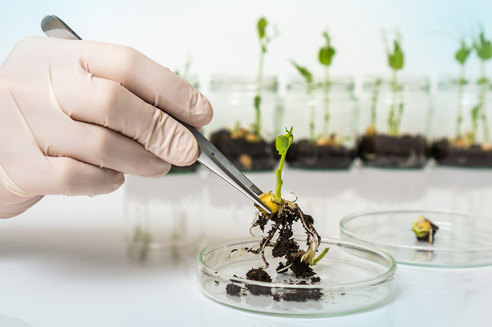 “new genomic techniques”