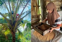 Indonesia’s sweet spot: making an impact with organic coconut sugar coconut sugar