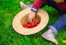 Al març, tenyeix de vermell els teus plats amb maduixes ecològiques fresas ecológicas