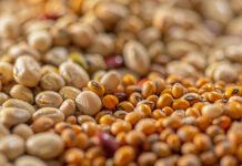 Council position on NGT proposal fails to protect European breeders, farmers, and food industry NGT