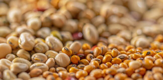 Council position on NGT proposal fails to protect European breeders, farmers, and food industry NGT