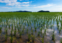 IFOAM Organics Europe calls for concrete action in the water resilience strategy to reduce agricultural pollution and costs Water Resilience