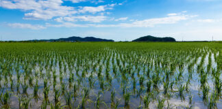 IFOAM Organics Europe calls for concrete action in the water resilience strategy to reduce agricultural pollution and costs Water Resilience