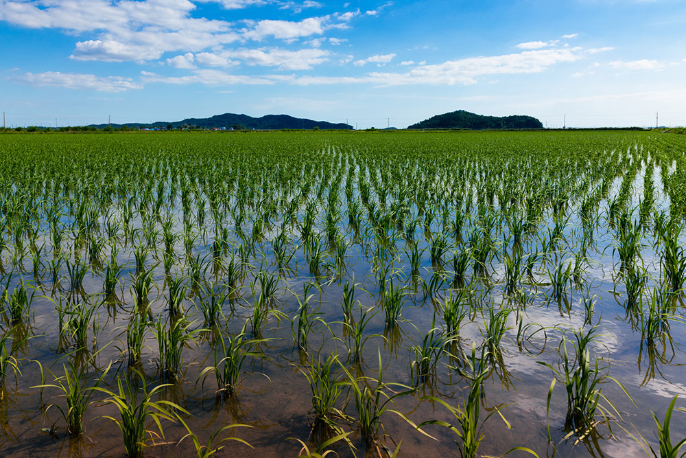 Water Resilience