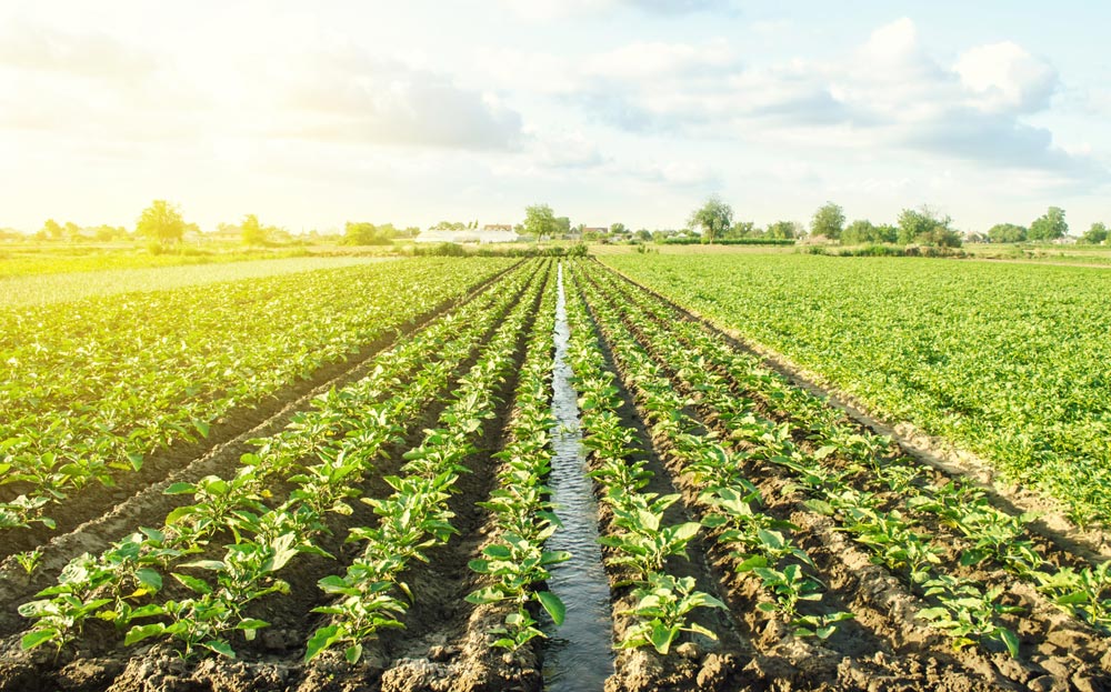  agricultura regenerativa