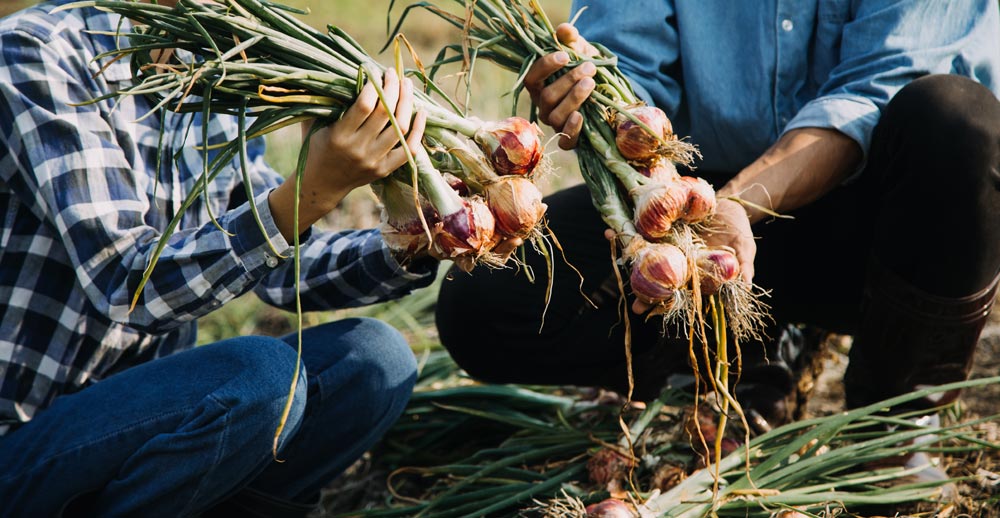  agricultura regenerativa