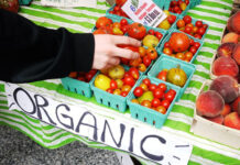 UK Government’s SFI closure risks sustainable farming and organic growth