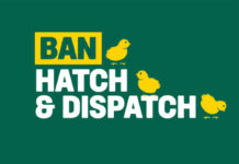 Brits call for end to 45 million male chick deaths as campaign demands ‘Ban Hatch and Dispatch’ Ban Hatch