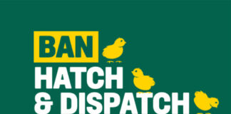 Brits call for end to 45 million male chick deaths as campaign demands ‘Ban Hatch and Dispatch’ Ban Hatch