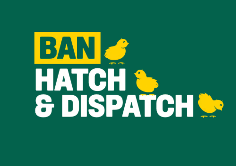 Ban Hatch