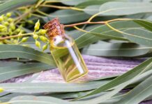 Aceite de eucalipto citronado: esencia vital Aceite de eucalipto
