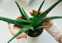 Àloe vera: frescor, hidratació i cura natural per a la pell aloe vera