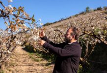 El cerezo: fruta, paciencia y territorio cerezo