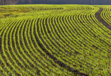 IFOAM Organics Europe welcomes the recognition of organic farming green benefits in the CAP simplification proposal CAP simplification proposal