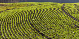 IFOAM Organics Europe welcomes the recognition of organic farming green benefits in the CAP simplification proposal CAP simplification proposal