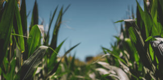 No-till farming in the USA: the false promise of sustainable agriculture agricultura sin labranza