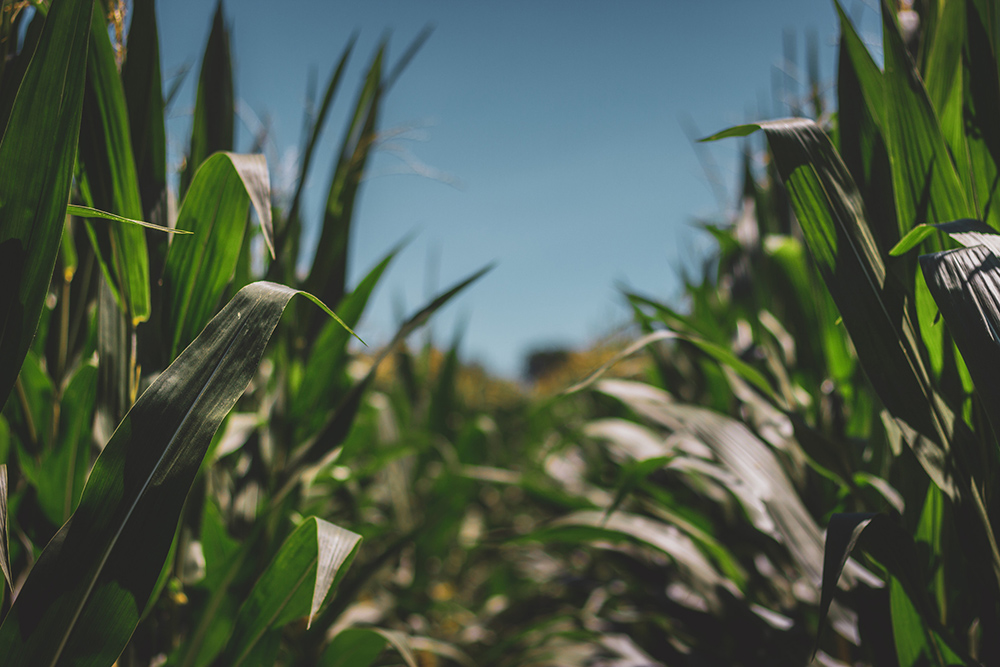 agricultura sin labranza