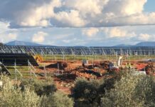 Miles de olivos centenarios en Jaén, amenazados por macroplantas solares: recogen firmas para frenar la tala olivos lopera